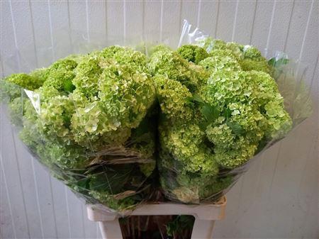 <h4>Viburnum Roseum St 70cm 4 Hd</h4>