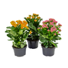KALANCHOE P11 BICOLOR