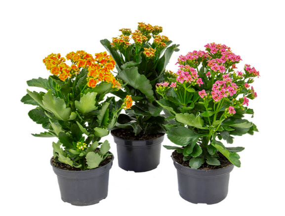 <h4>KALANCHOE P11 BICOLOR</h4>