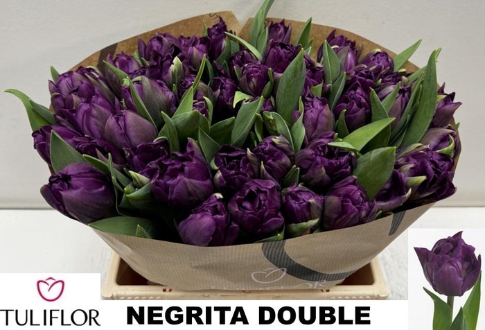 <h4>TU DU PURPLE PION</h4>