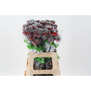 Dian. ST. Tinted Menthol Red