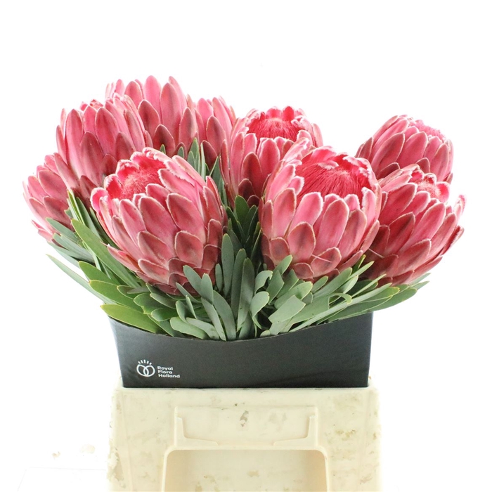 <h4>Protea Venus</h4>