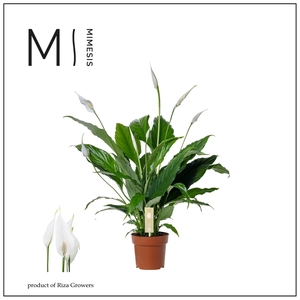Spathiphyllum Sweet Chico - 13cm | Mimesis