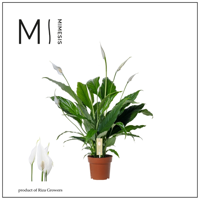 <h4>Spathiphyllum Sweet Chico - 13cm | Mimesis</h4>