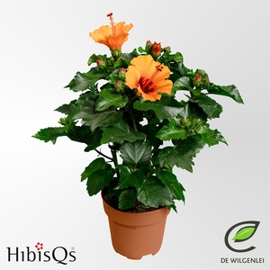 Hibiscus rosa-sin.   ...