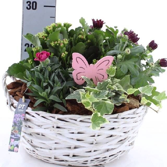 <h4>ARR TUINPLANTEN</h4>