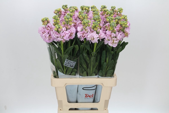 <h4>Matthiola Iron Cherry Blossom</h4>