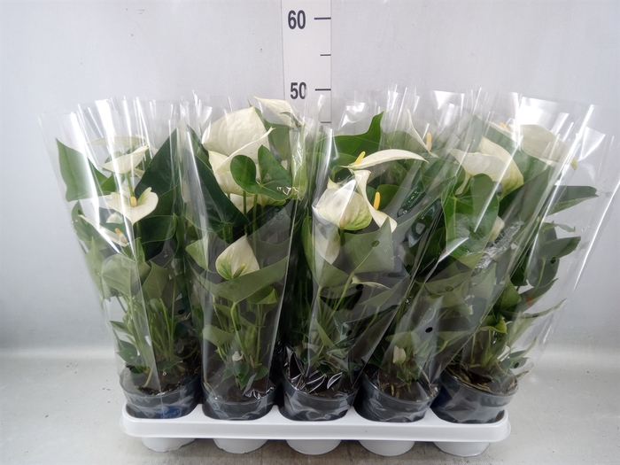 Anthurium  'Karma White'