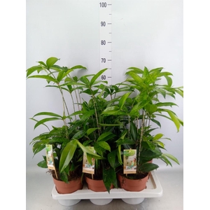 Dracaena surculosa