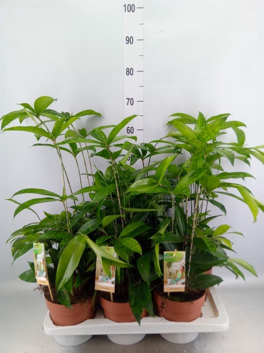<h4>Dracaena surculosa</h4>