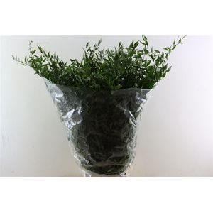 Ruscus Long 4 Stems P Bunch