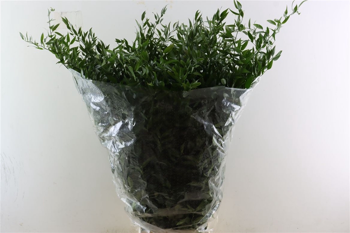 <h4>Ruscus Long 4 Stems P Bunch</h4>
