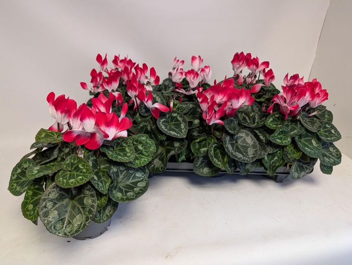 <h4>CYCL MD INDIAKA</h4>