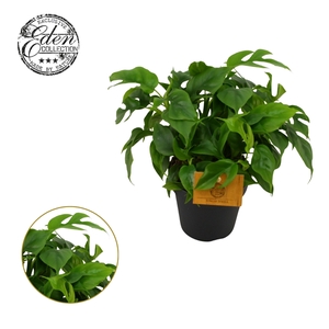 Monstera piccolo, 12cm 100 % veenvrij