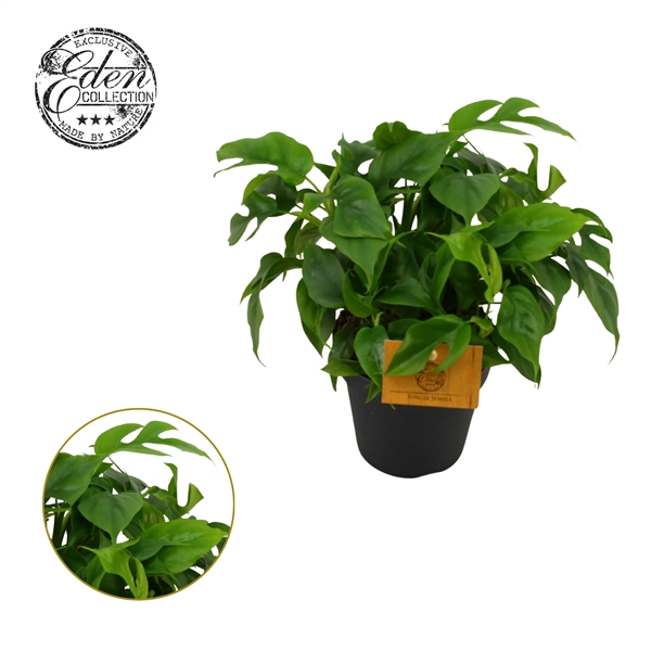 <h4>Monstera piccolo, 12cm 100 % veenvrij</h4>