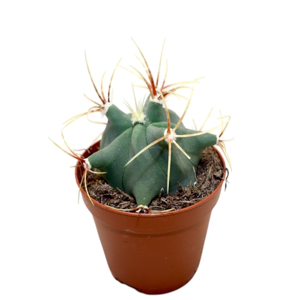 <h4>Ferocactus Emoryi</h4>
