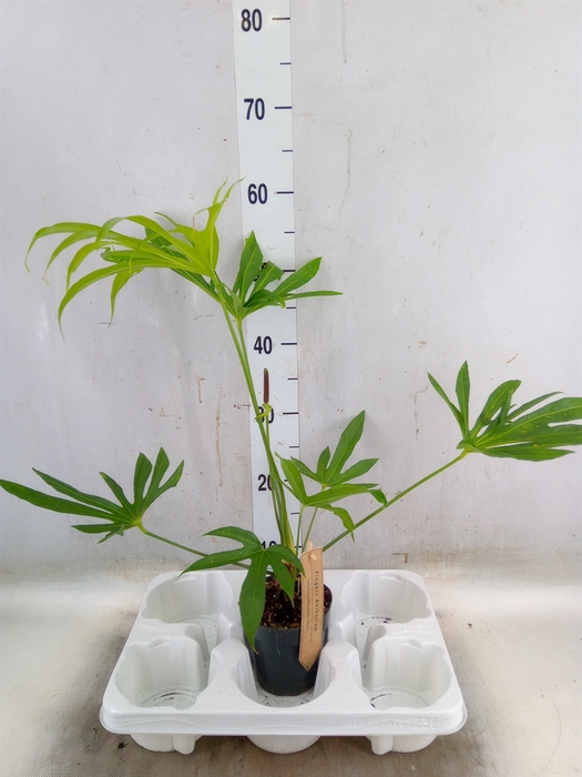 <h4>Planten Groen   ...L%</h4>