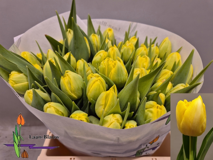 <h4>TU DU MARIE JO</h4>