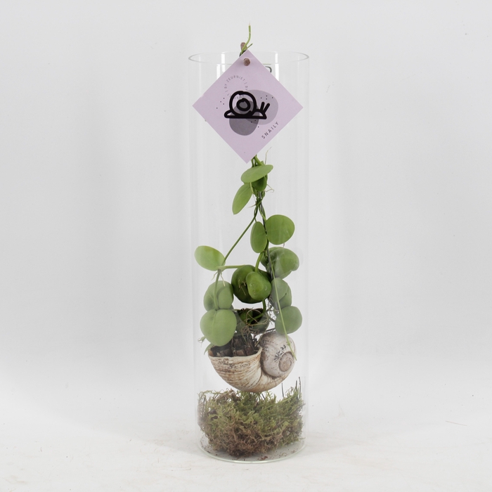 <h4>Snaily - Dischidia</h4>