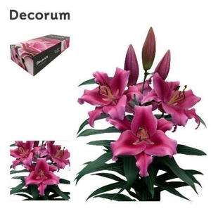 LI DALIAN 3 knop XL Decorum Box