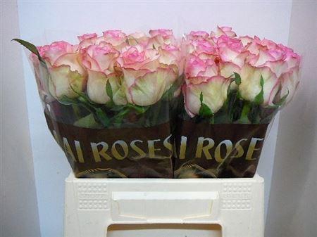 <h4>R Gr Jumilia</h4>