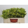 Leucadendron Pisa Spray