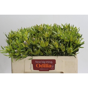 Leucadendron Pisa Spray