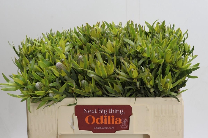 <h4>Leucadendron Pisa Spray</h4>