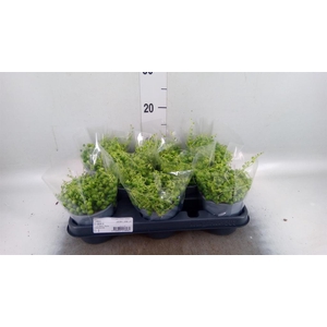 Senecio rowleyanus