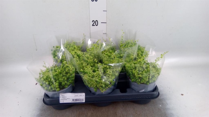<h4>Senecio rowleyanus</h4>