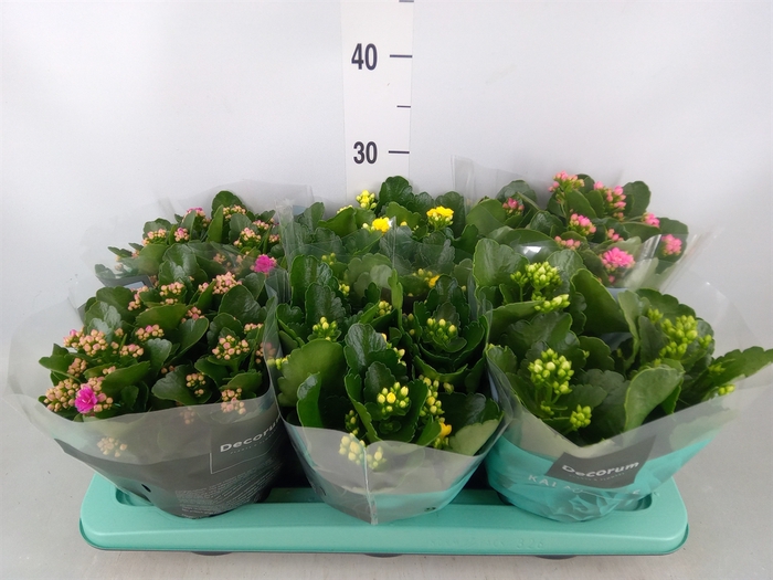 <h4>Kalanchoe blos.   ..rosebud mix  4</h4>