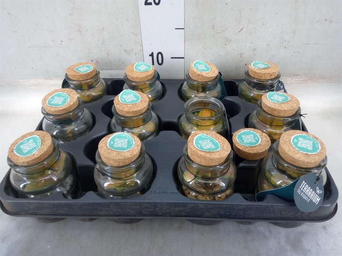 <h4>Arr.    Planten  L%</h4>