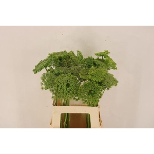 AMMI VISNAGA GREEN MIST