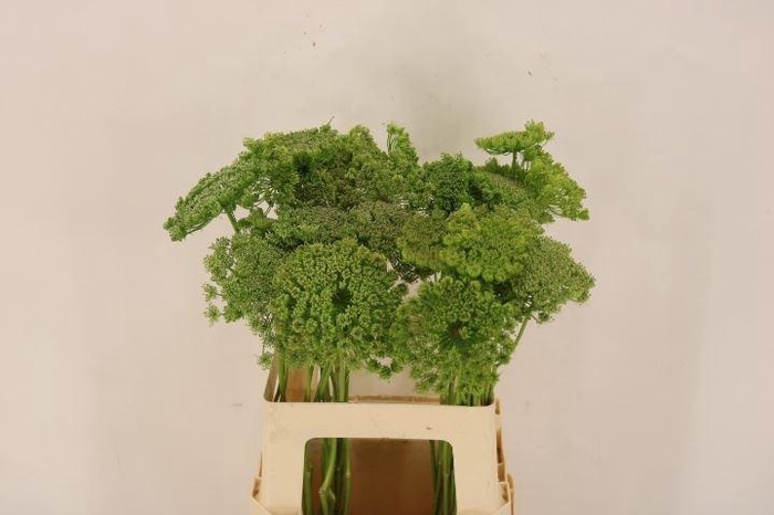 <h4>AMMI VISNAGA GREEN MIST</h4>