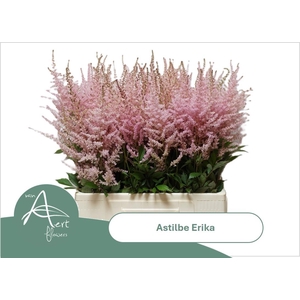ASTIL AR ERIKA