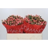 Hypericum Sweet Romance