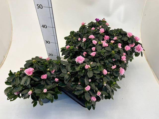 <h4>RHODODENDRON SIMSII T13 AIKO ROSE</h4>