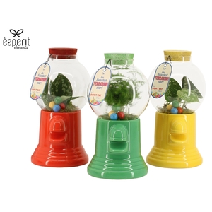 90872: Terrarium arrangement
