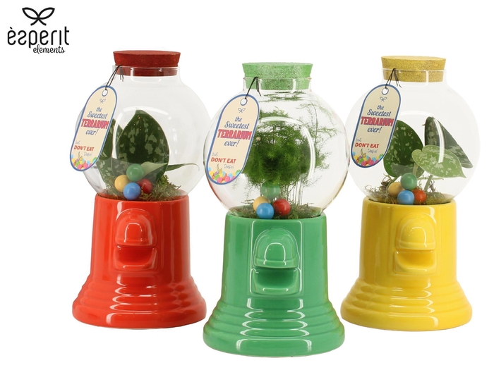 <h4>90872: Terrarium arrangement</h4>