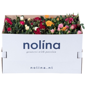 Nolina Roses Ø 10,5 cm Mix in box st. 1-2
