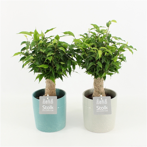 <h4>Ficus Benjamina Natasja in Tess Keramiek</h4>