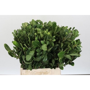 PITTOSPORUM NURIT