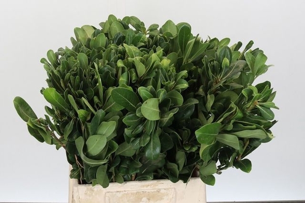 <h4>PITTOSPORUM NURIT</h4>