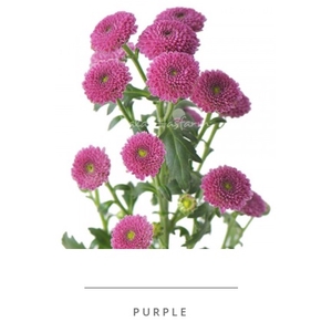 Calimero Purple