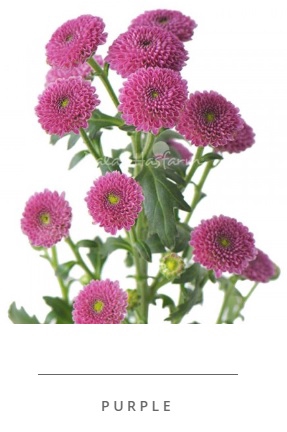 Calimero Purple