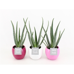 Aloe Vera 10,5 in Pink mix pot