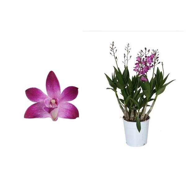 <h4>Dendrobium, Berry Oda 4+ spike 'Orchid Collection'</h4>