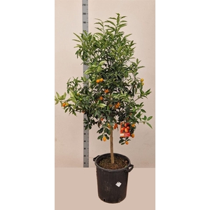 Citrus hystrix