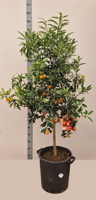 <h4>Citrus hystrix</h4>