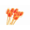 Chardon Orange